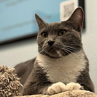adopt-pet