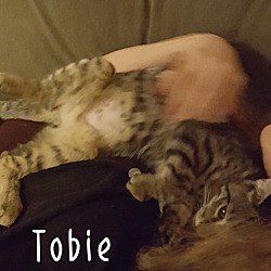 Thumbnail photo of Tobie #4