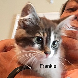 Thumbnail photo of Frankie #1