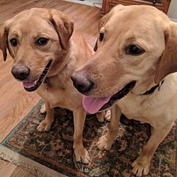 Thumbnail photo of Duke/Scout and Daisy #2/Sadie #1