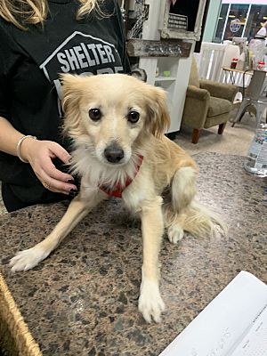 Thousand Oaks, CA - Spaniel (Unknown Type). Meet Hayden a Pet for