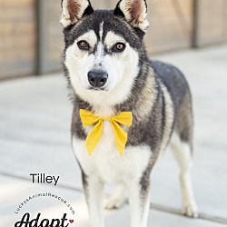 Thumbnail photo of Tilley #3