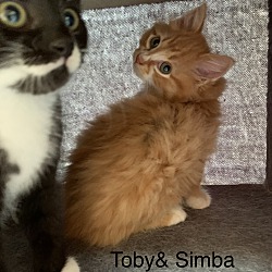 Thumbnail photo of Toby & Simba-Bonded Pair #3