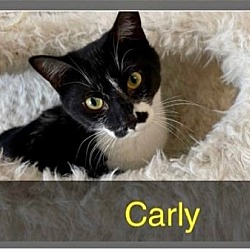 Thumbnail photo of CARLY #2