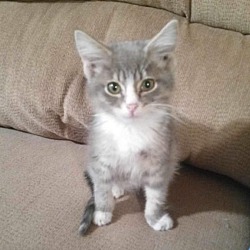 Thumbnail photo of Bella - tiny kitten #2