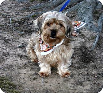 yorkie cocker spaniel