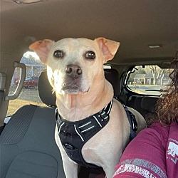 Thumbnail photo of Josie Dog: not at the shelter: adoption sponsored #2