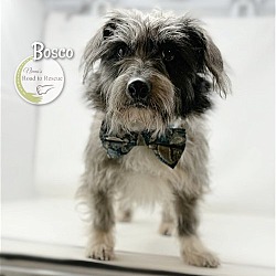 Thumbnail photo of Bosco #1