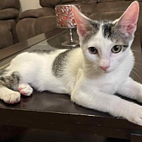 adopt-pet