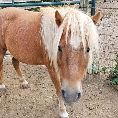 Woodstock Il Pony Shetland Meet Checkers A Pet For Adoption