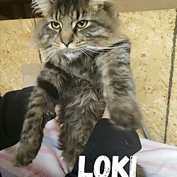 Photo of Loki