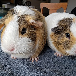 Thumbnail photo of Bubble and Squeak #1