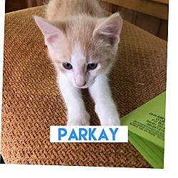 Photo of Parkay