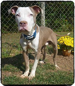 Marietta, Ga - Pit Bull Terrier. Meet Boudreaux (r) A Pet For Adoption.