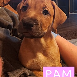 Photo of Pam