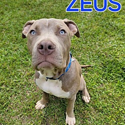 Thumbnail photo of Zeus #4