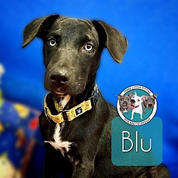 Thumbnail photo of Blu Stanley #1