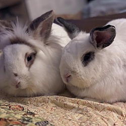 bonded pet photo