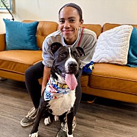 adopt a pet