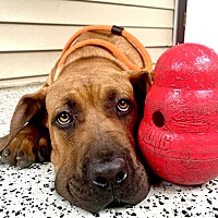 adopt a pet