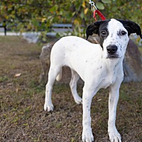SHOW BOAT ~ MEET ME! - Beagle / American Staffordshire Terrier available for adoption