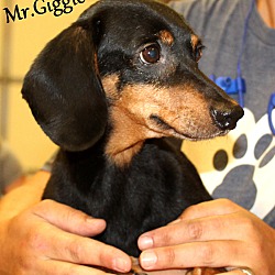 Thumbnail photo of Mr.Giggle Wiggles #2