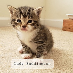 Photo of Lady Paddington 