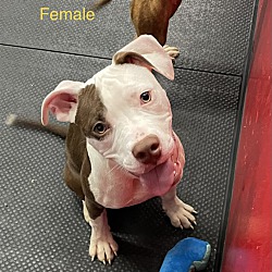 Pets for Adoption at Bombshell Bullies Pit Bull Rescue, in Vernon Hills, IL