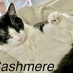 Photo of Cashmere