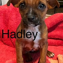 Thumbnail photo of Hadley #3