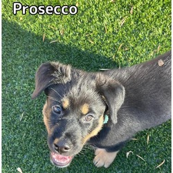 Thumbnail photo of Prosecco #1