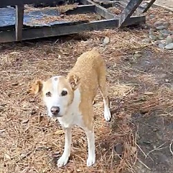 bonded pet photo