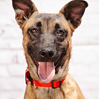 adopt a pet