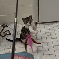 adopt a pet