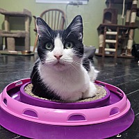adopt a pet