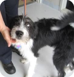 tibetan terrier cross bearded collie