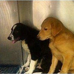 Photo of OREO & HOBSON - Aug 11 puppies