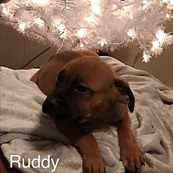 Thumbnail photo of Ruddy (Rudolph) #1