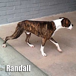 Thumbnail photo of Randall #2