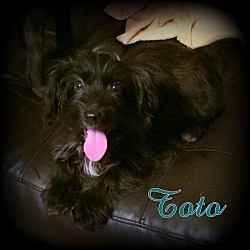 Thumbnail photo of Toto #2