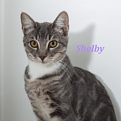 Photo of Shelby