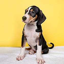 Photo of Heckle