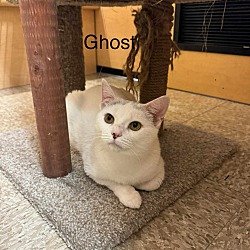 Thumbnail photo of Ghost #3