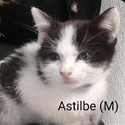 Photo of Astilbe