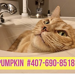 Thumbnail photo of Pumpkin (so friendly) Apopka #1