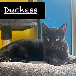 Thumbnail photo of Duchess #1