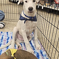 adopt a pet