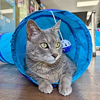 adopt a pet