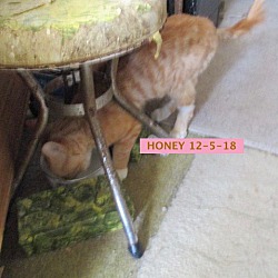 Thumbnail photo of Honey Boy-adopted 12-22-18 #1
