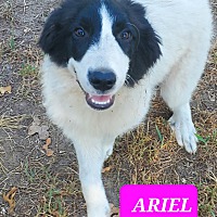 Photo of ARIEL
